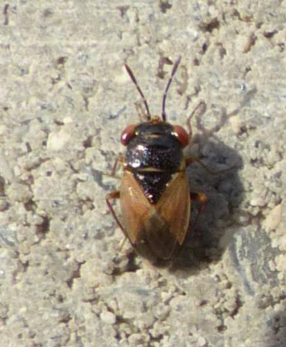 Geocoris sp.